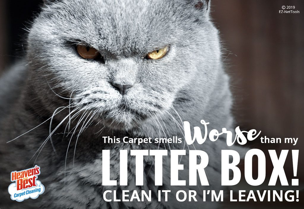 Heaven's Best Carpet Cleaning Kalispell MT