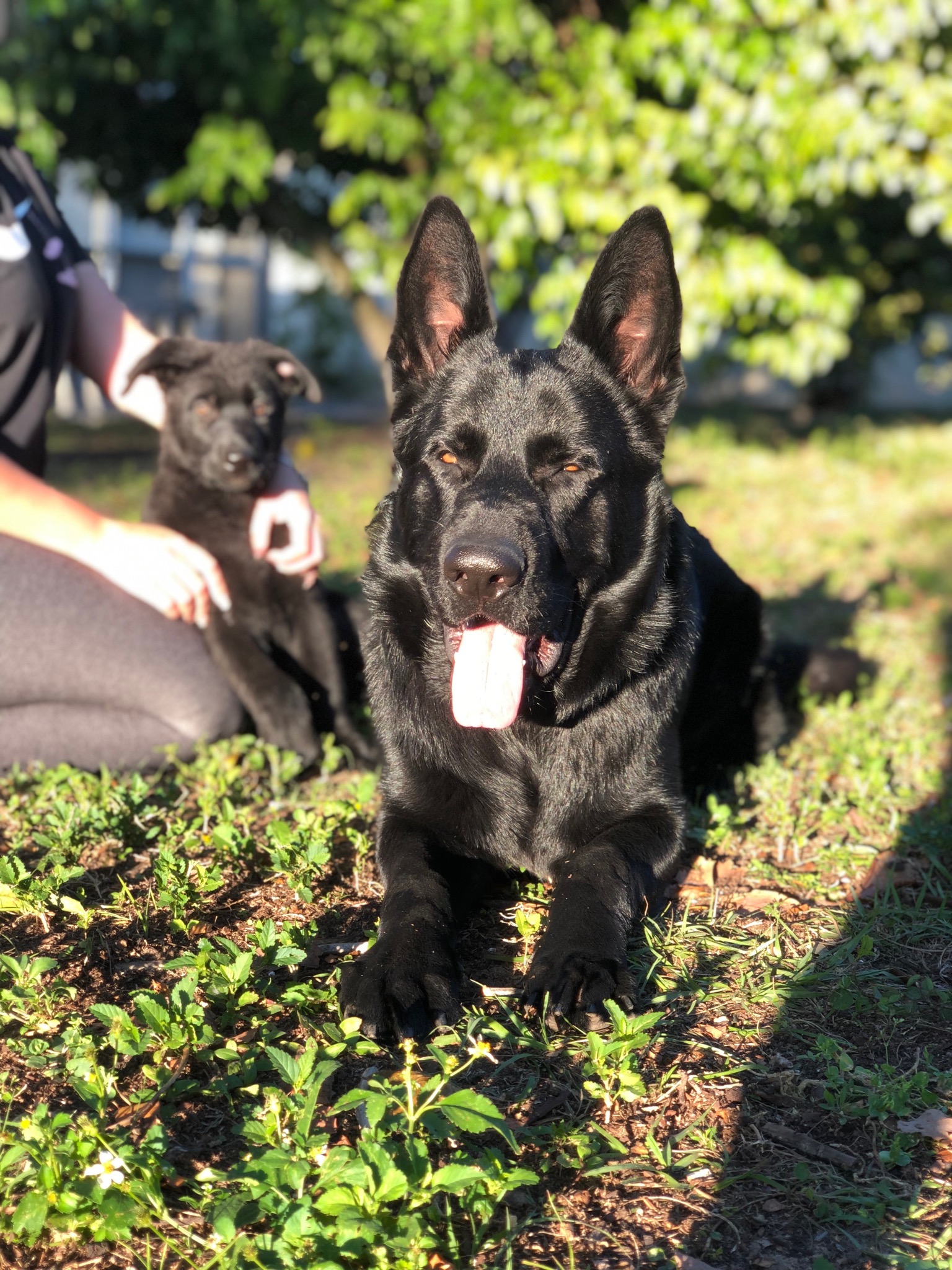 Elite DDR German Shepherd Puppies