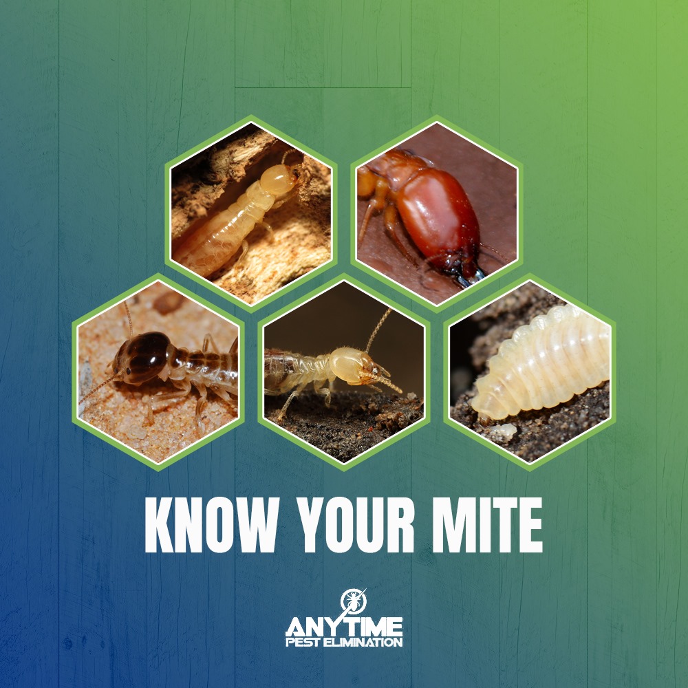 Anytime Pest Elimination San Antonio