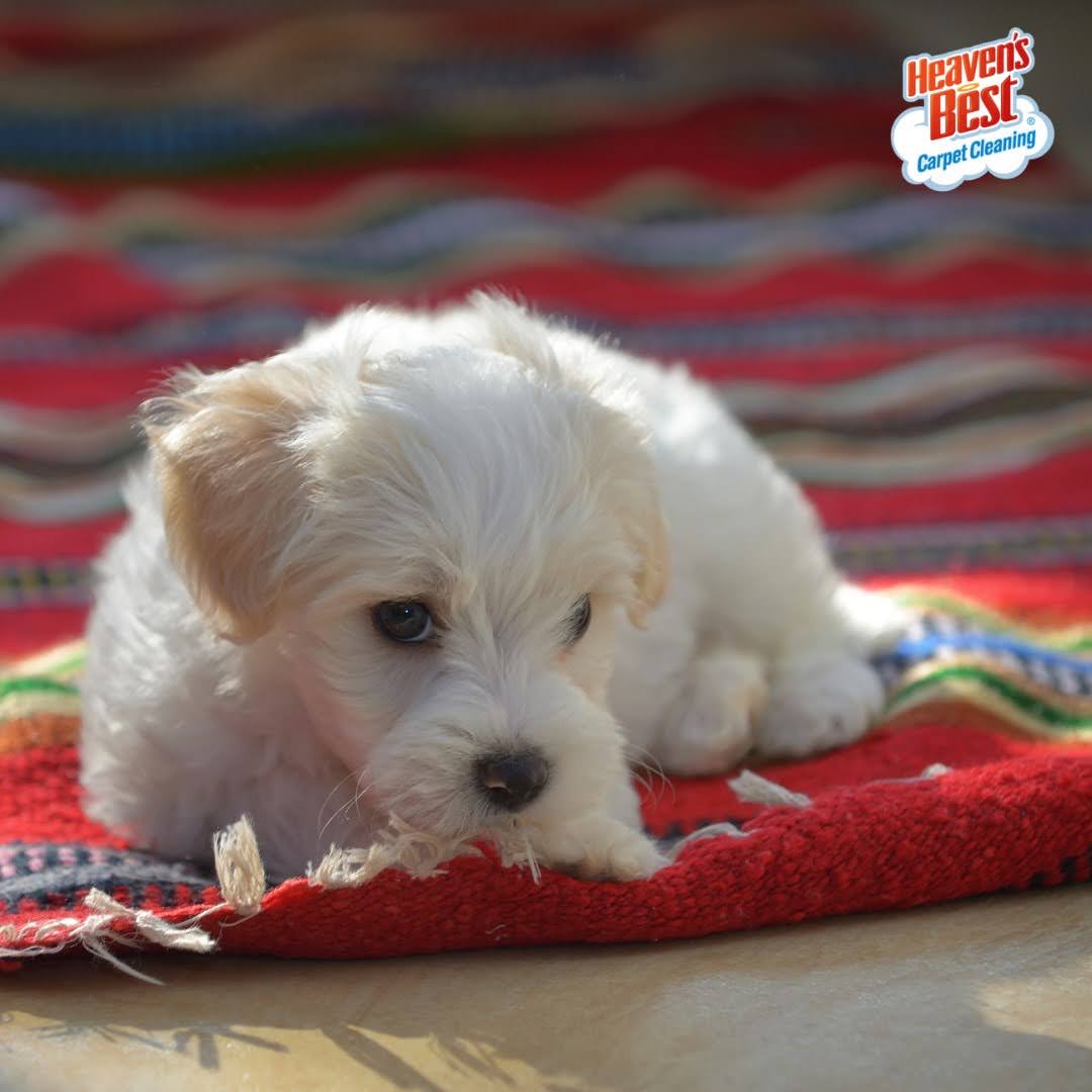 Heaven's Best Carpet Cleaning of Duluth