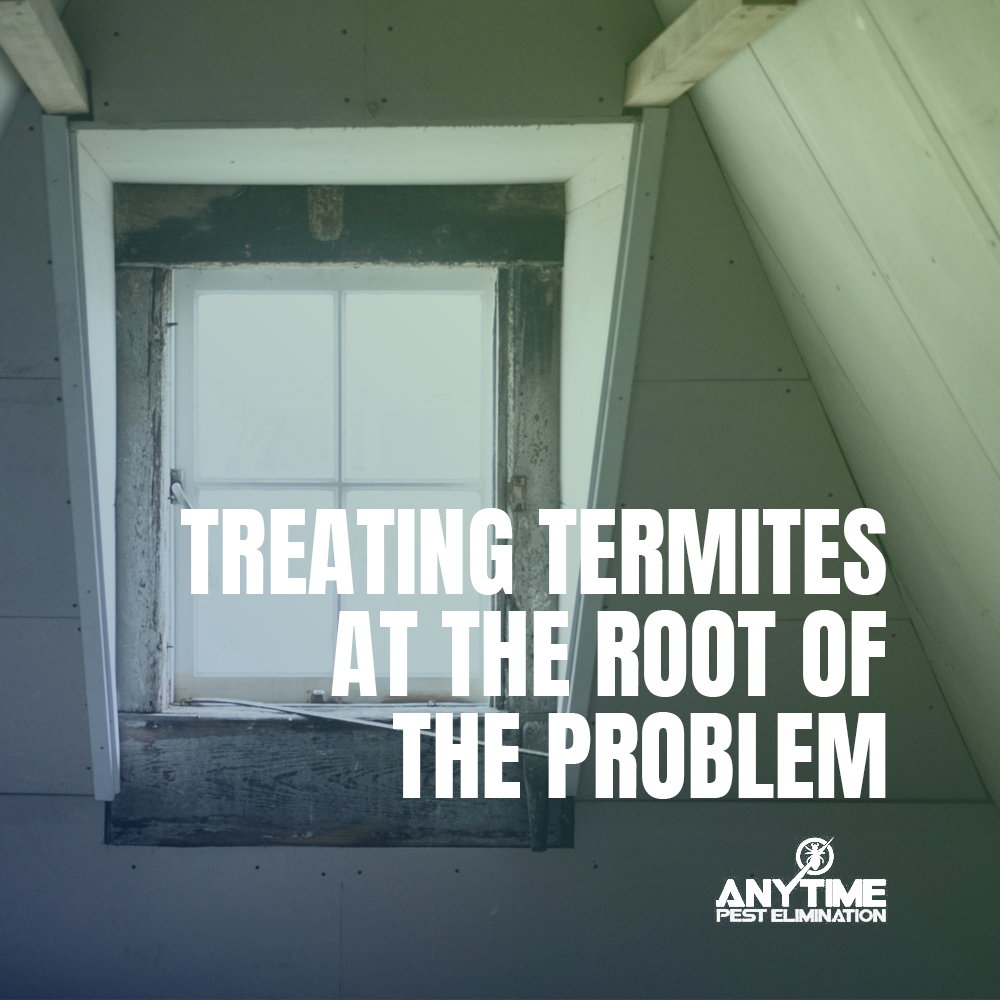 Anytime Pest Elimination Austin