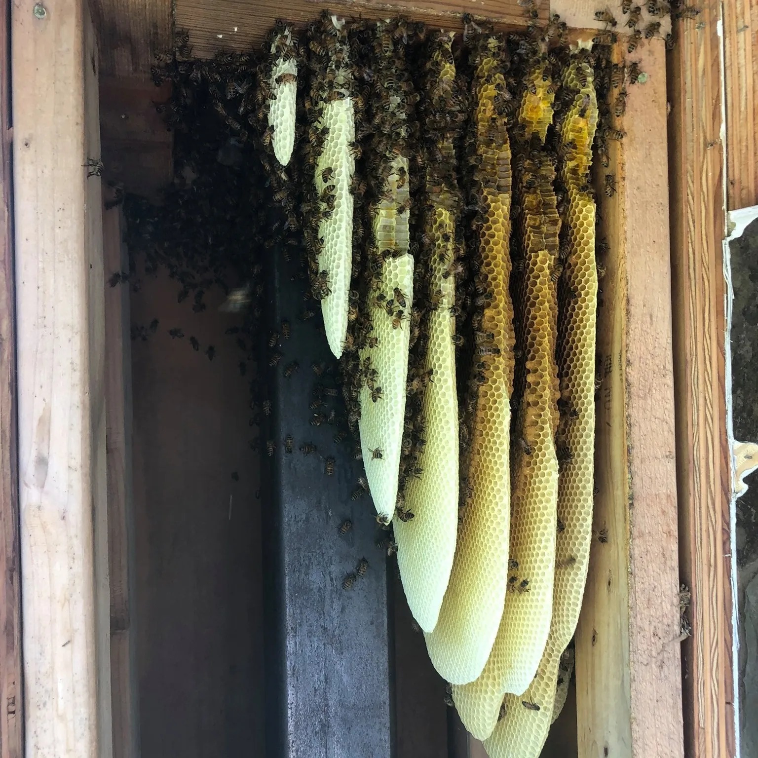 Honey Bee Rescue